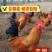 快大型青脚肉鸡种蛋，红瑶种蛋，九斤红（人工受精）