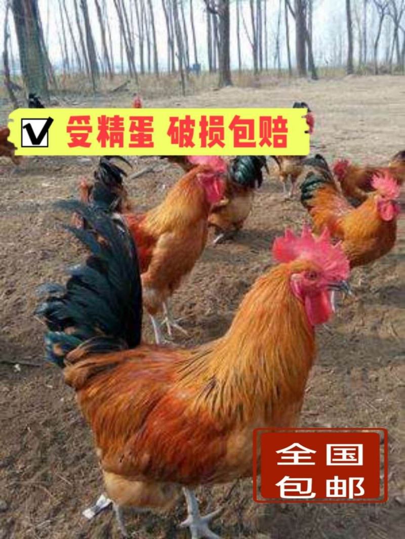 快大型青脚肉鸡种蛋，红瑶种蛋，九斤红（人工受精）