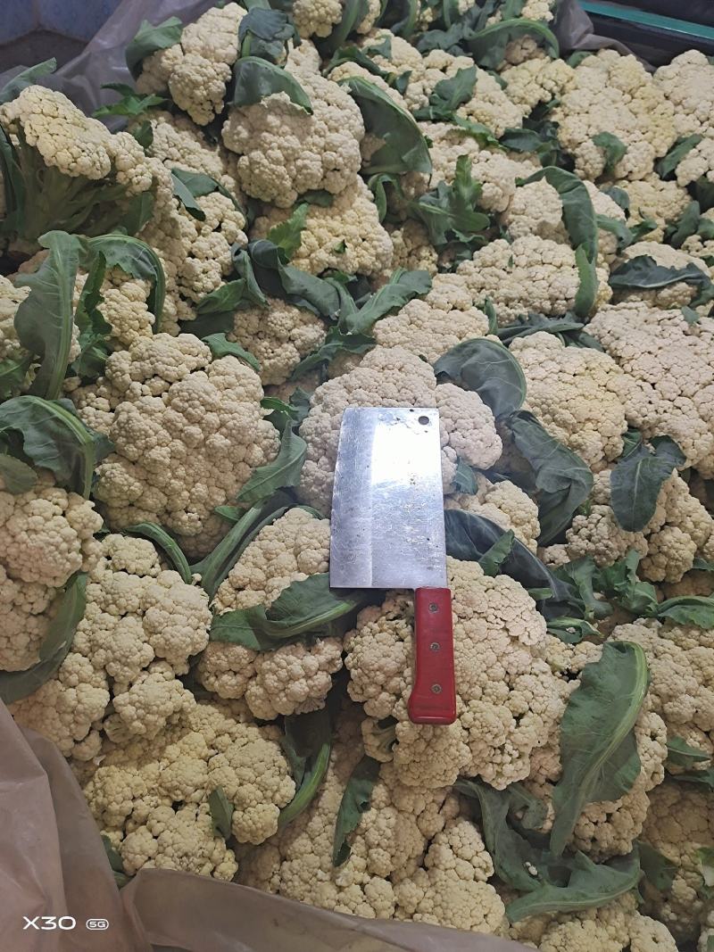 寿光市稻田镇精品有机花大批量上市中质优价廉