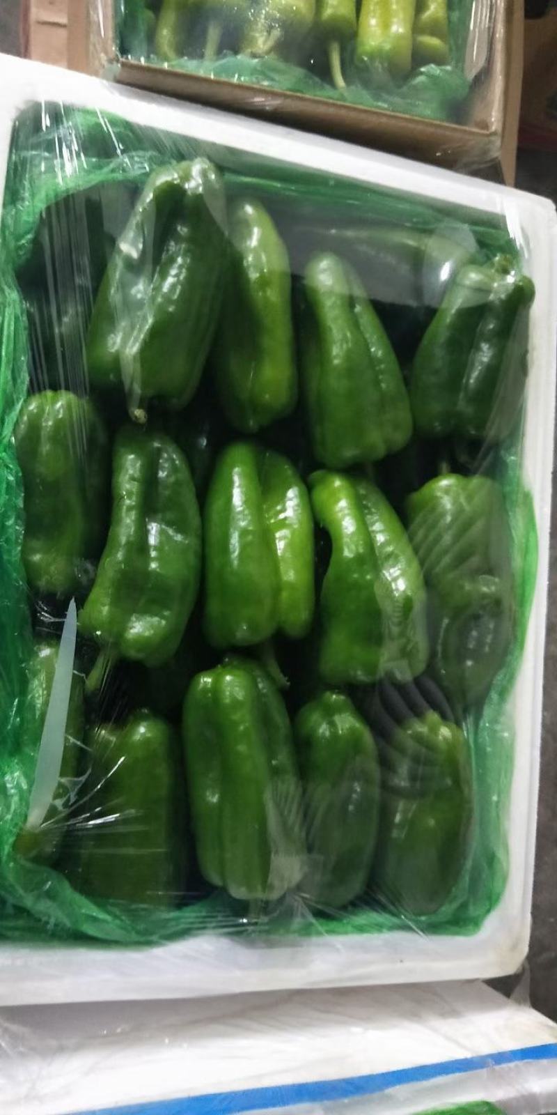 精品太空椒大量上市好欢迎合作新鲜蔬菜提前订购吧