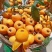 大五星枇杷苗现挖现发质量保证/诚信交易/支持线上交易