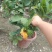 佛手苗，免费提供技术，可上门指导，包回收！