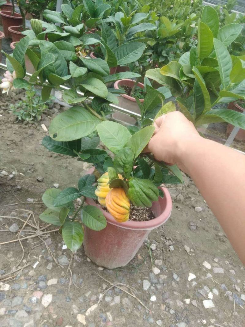 佛手苗，免费提供技术，可上门指导，包回收！