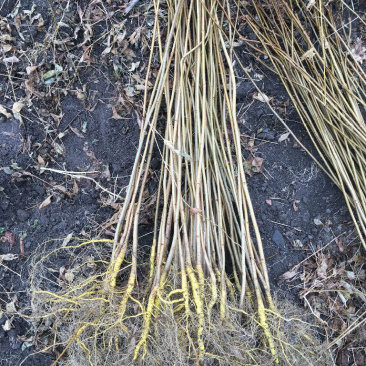 正宗川黄柏树苗，中药材种植树苗，根系发达，保成活率
