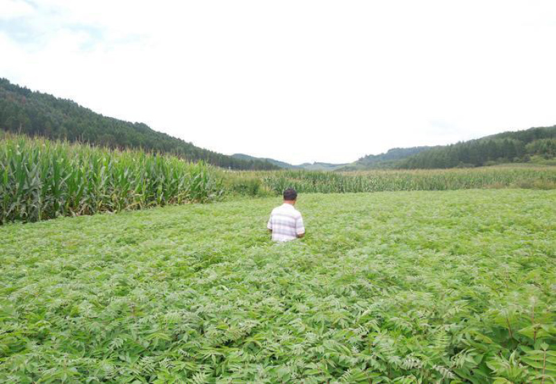 正宗川黄柏树苗，中药材种植树苗，根系发达，保成活率