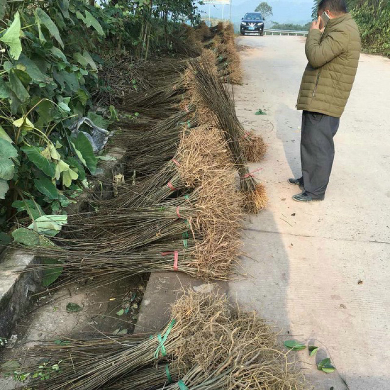 正宗川黄柏树苗，中药材种植树苗，根系发达，保成活率