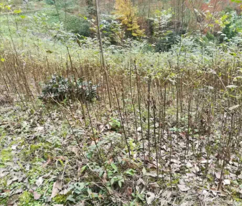 正宗川黄柏树苗，中药材种植树苗，根系发达，保成活率
