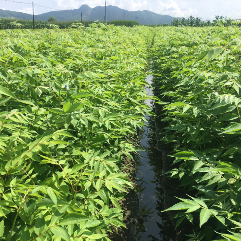 正宗川黄柏树苗，中药材种植树苗，根系发达，保成活率