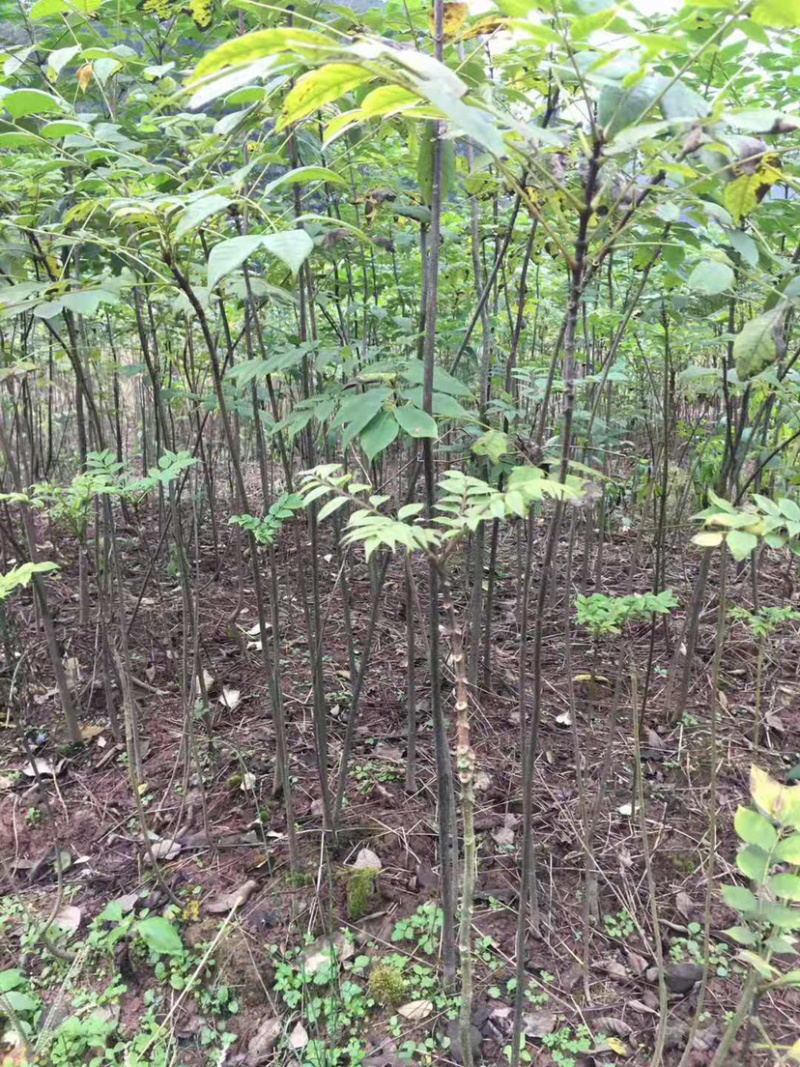 正宗川黄柏树苗，中药材种植树苗，根系发达，保成活率