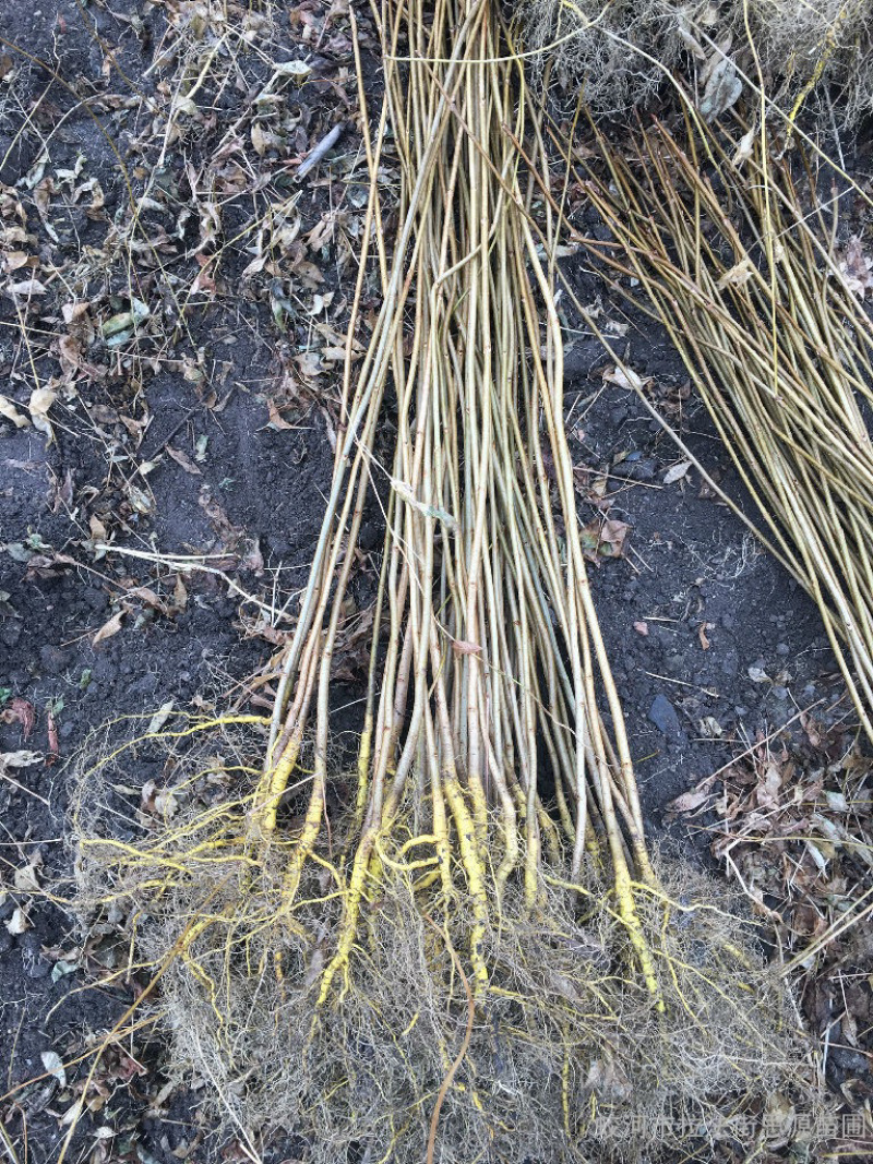 正宗川黄柏树苗，中药材种植树苗，根系发达，保成活率