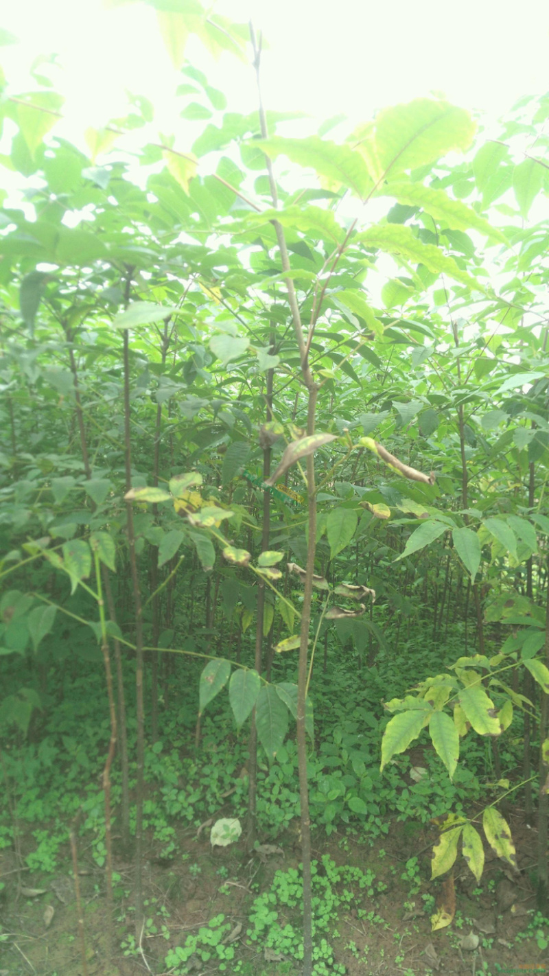 正宗川黄柏树苗，中药材种植树苗，根系发达，保成活率