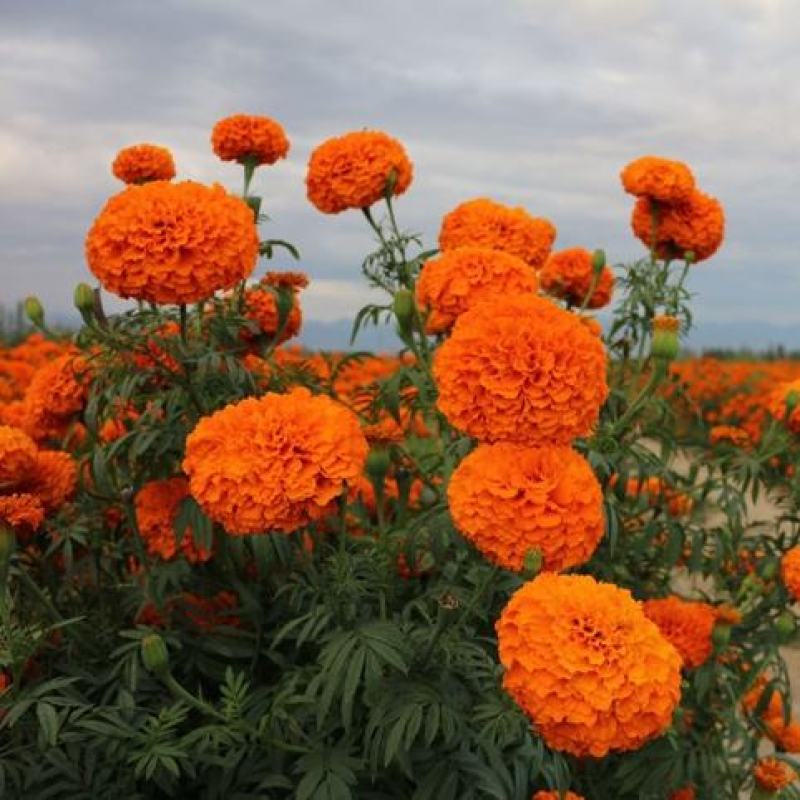 万寿菊花种子景观花海种子阳台盆栽观花种子草花种子四季种易