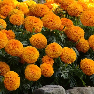 万寿菊花种子景观花海种子阳台盆栽观花种子草花种子四季种易