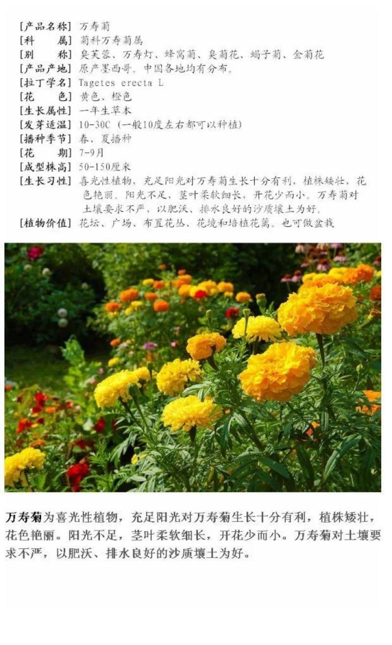 万寿菊花种子景观花海种子阳台盆栽观花种子草花种子四季种易