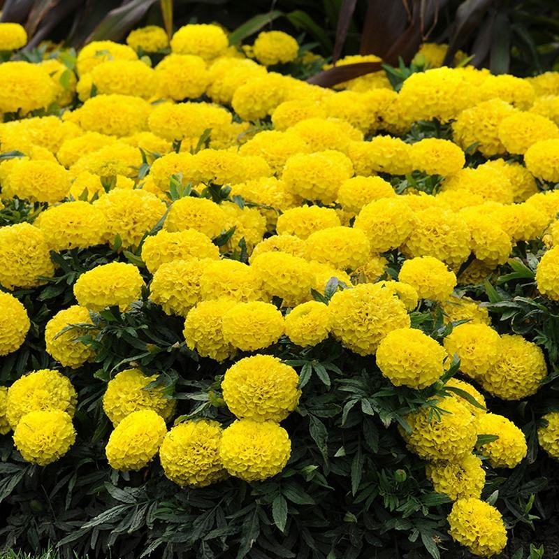 万寿菊花种子景观花海种子阳台盆栽观花种子草花种子四季种易