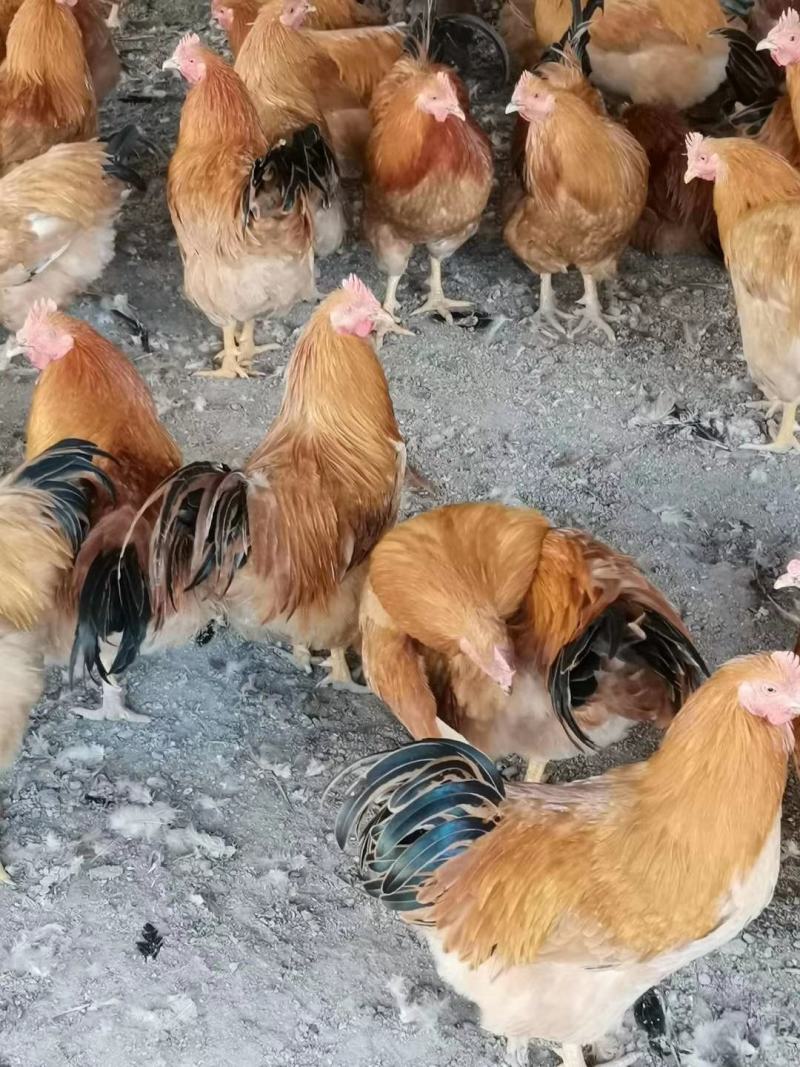 广西兴业县优质三黄阉鸡，全部散养