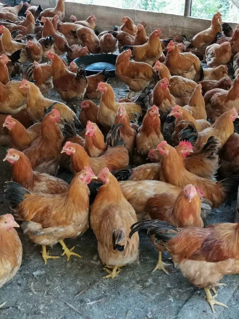广西兴业县优质三黄阉鸡，全部散养