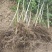 石榴树树苗盆栽地栽突尼斯软籽果树南方北方种植特大无籽石榴