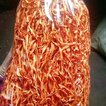 干货北虫草金虫草孢子头