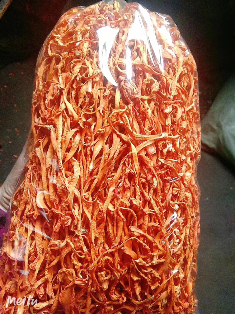 干货北虫草金虫草孢子头