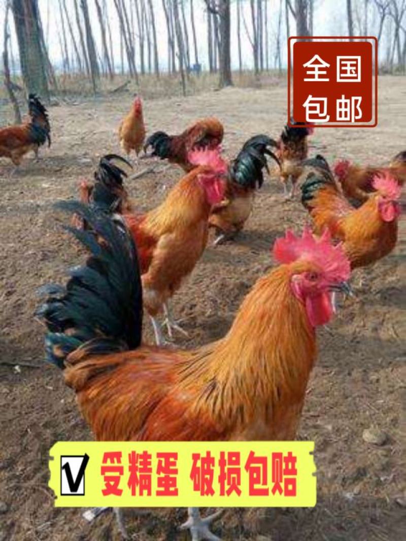 土鸡种蛋批发，快大型青脚肉鸡种蛋蛋拖发货，破损补损
