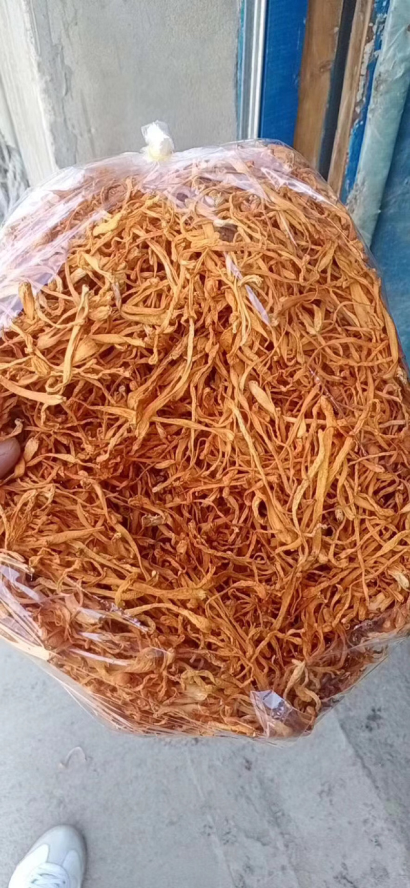干货北虫草金虫草孢子头