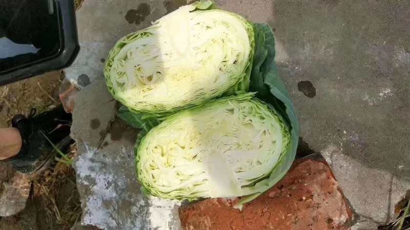 优级京丰一号甘篮大量上市