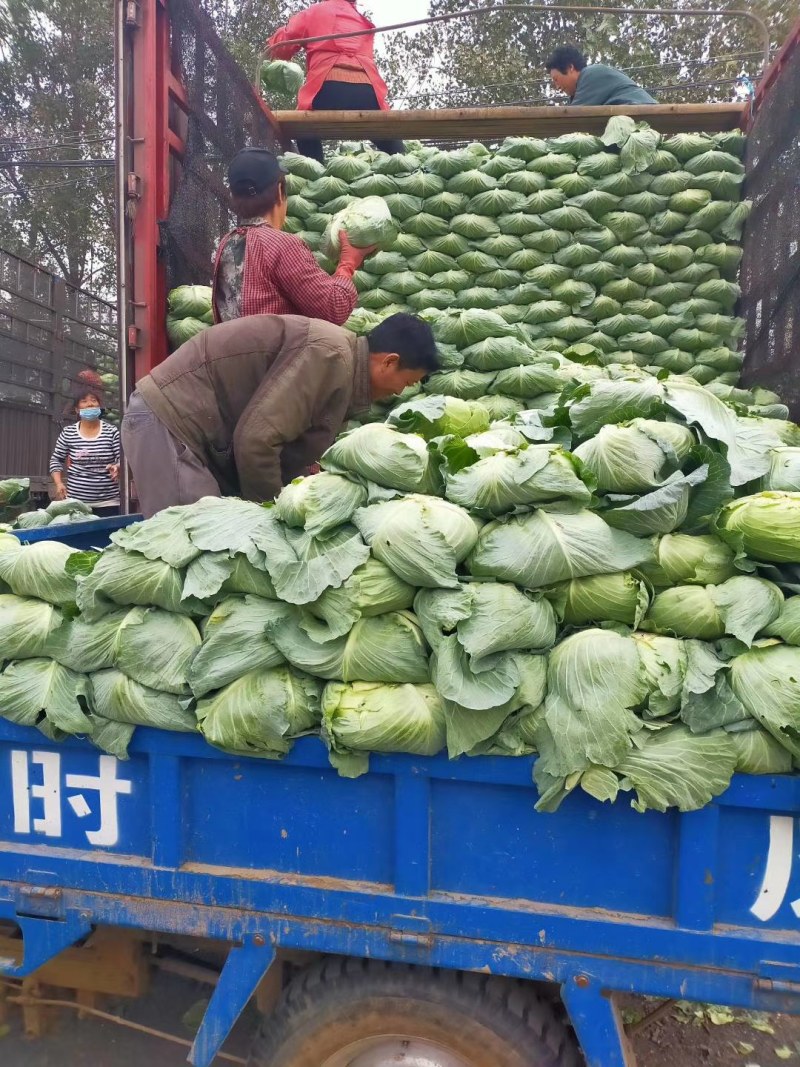 优级京丰一号甘篮大量上市