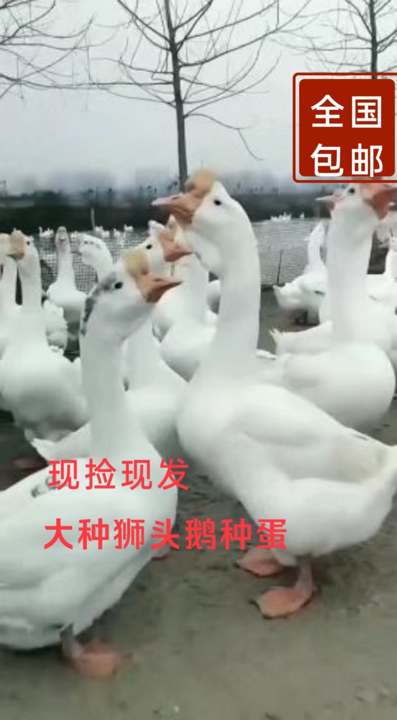 受精种鹅蛋，狮头种蛋可孵化，受精率90%