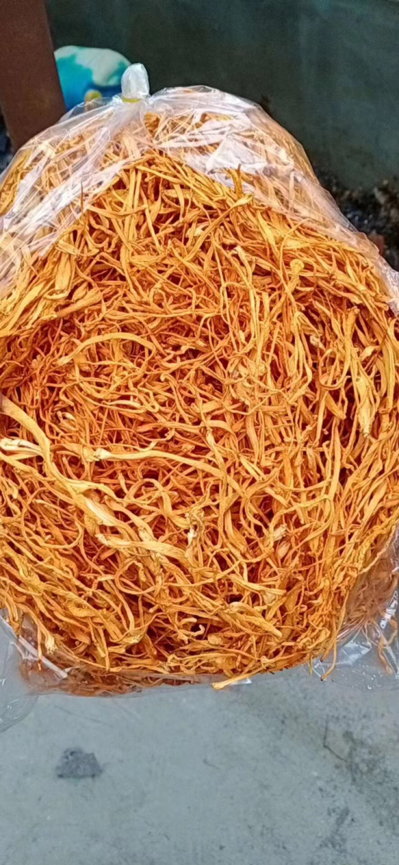 干货北虫草金虫草孢子头