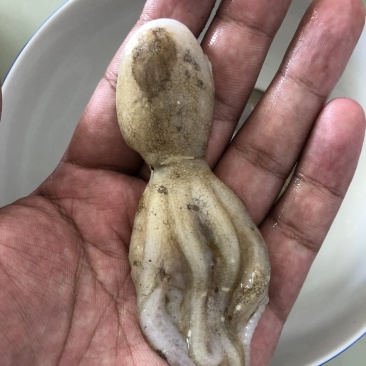 八爪鱼冰冻迷你小八爪鱼