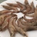 滑皮虾砺虾海虾大量供应