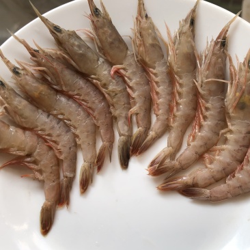 滑皮虾砺虾海虾大量供应