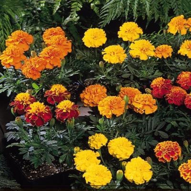 孔雀草花种子混色重瓣草花种子庭院室外景观花卉四季易种花种