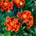 孔雀草花种子混色重瓣草花种子庭院室外景观花卉四季易种花种