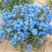 蓝花亚麻种子兰花亚麻种籽花籽花种四季易活开花室内外盆栽多