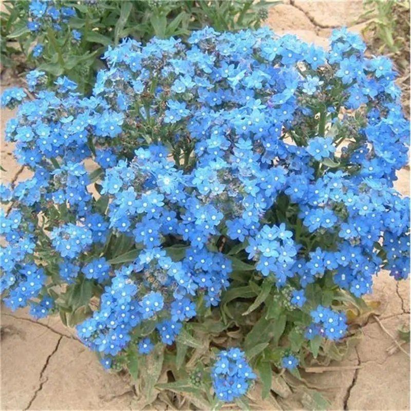 蓝花亚麻种子兰花亚麻种籽花籽花种四季易活开花室内外盆栽多