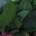 本地精品菠菜,本地大量大叶菠菜,精品优质。
