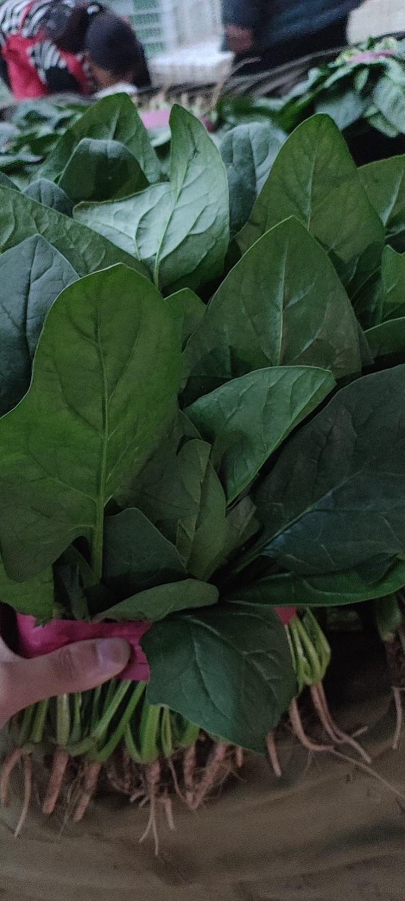 本地精品菠菜，本地大量大叶菠菜，精品优质。