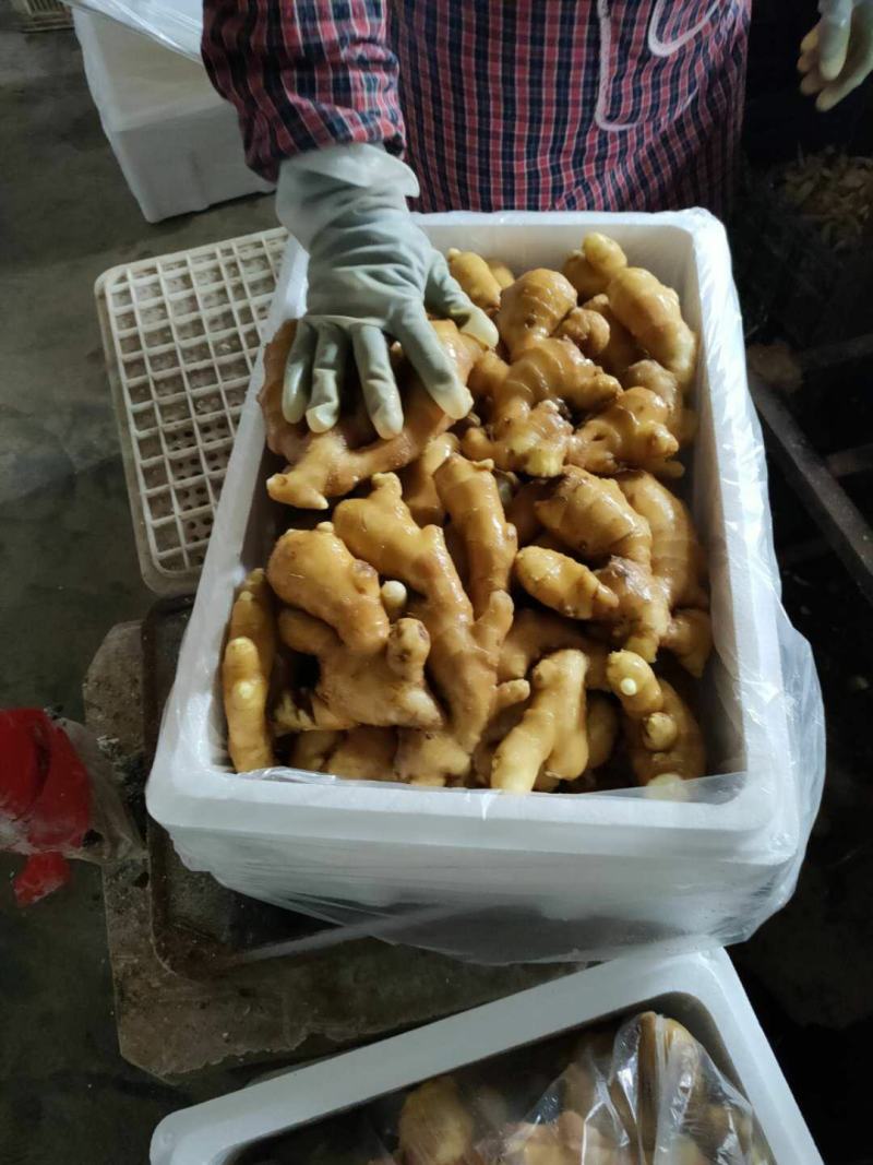 山东生姜产地直供一手货源批发品质保证价格美丽全国发货