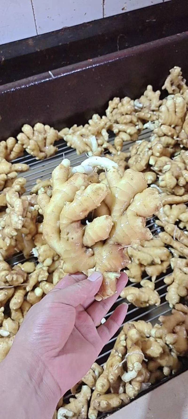 山东生姜产地直供一手货源批发品质保证价格美丽全国发货