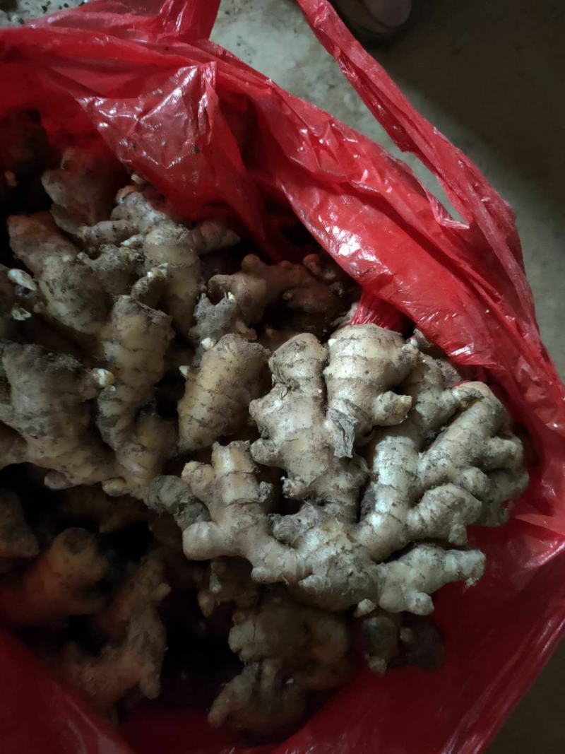 山东生姜产地直供一手货源批发品质保证价格美丽全国发货