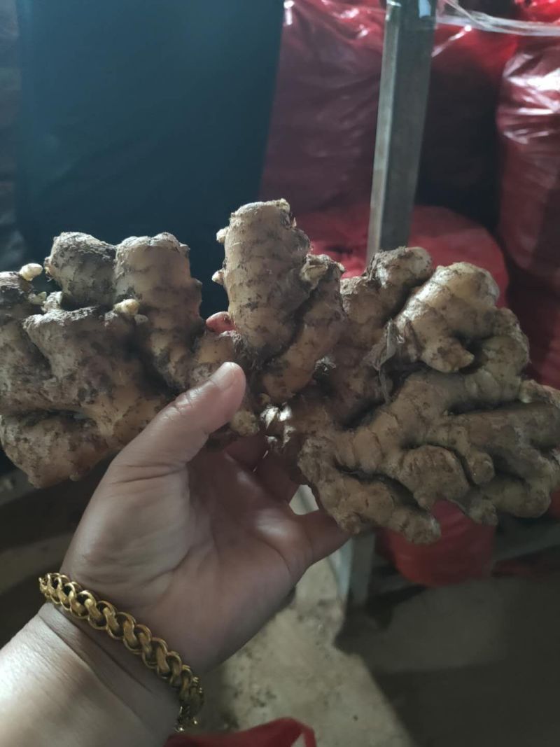 山东生姜产地直供一手货源批发品质保证价格美丽全国发货