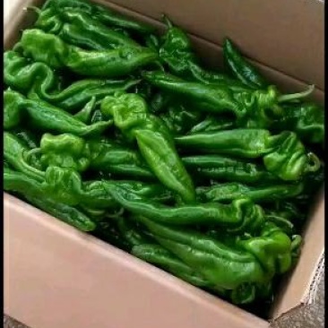 螺丝椒，博皮，青绿色希望全国各地客商前来采购
