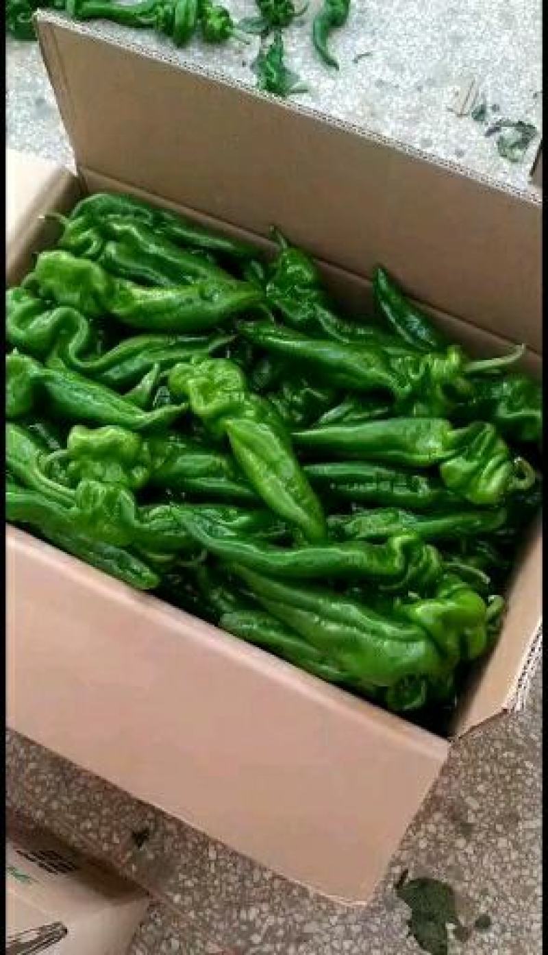 螺丝椒，博皮，青绿色希望全国各地客商前来采购