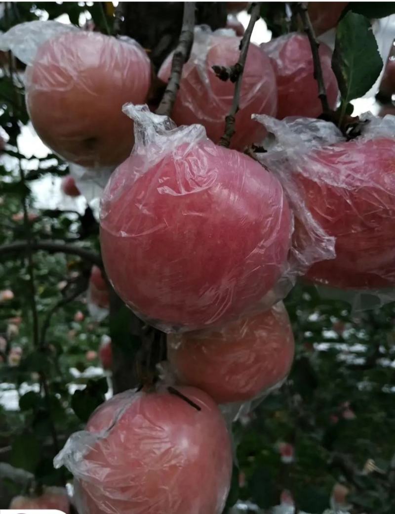 山东膜袋红富士苹果产地对接出口电商平台色泽鲜艳品质保证