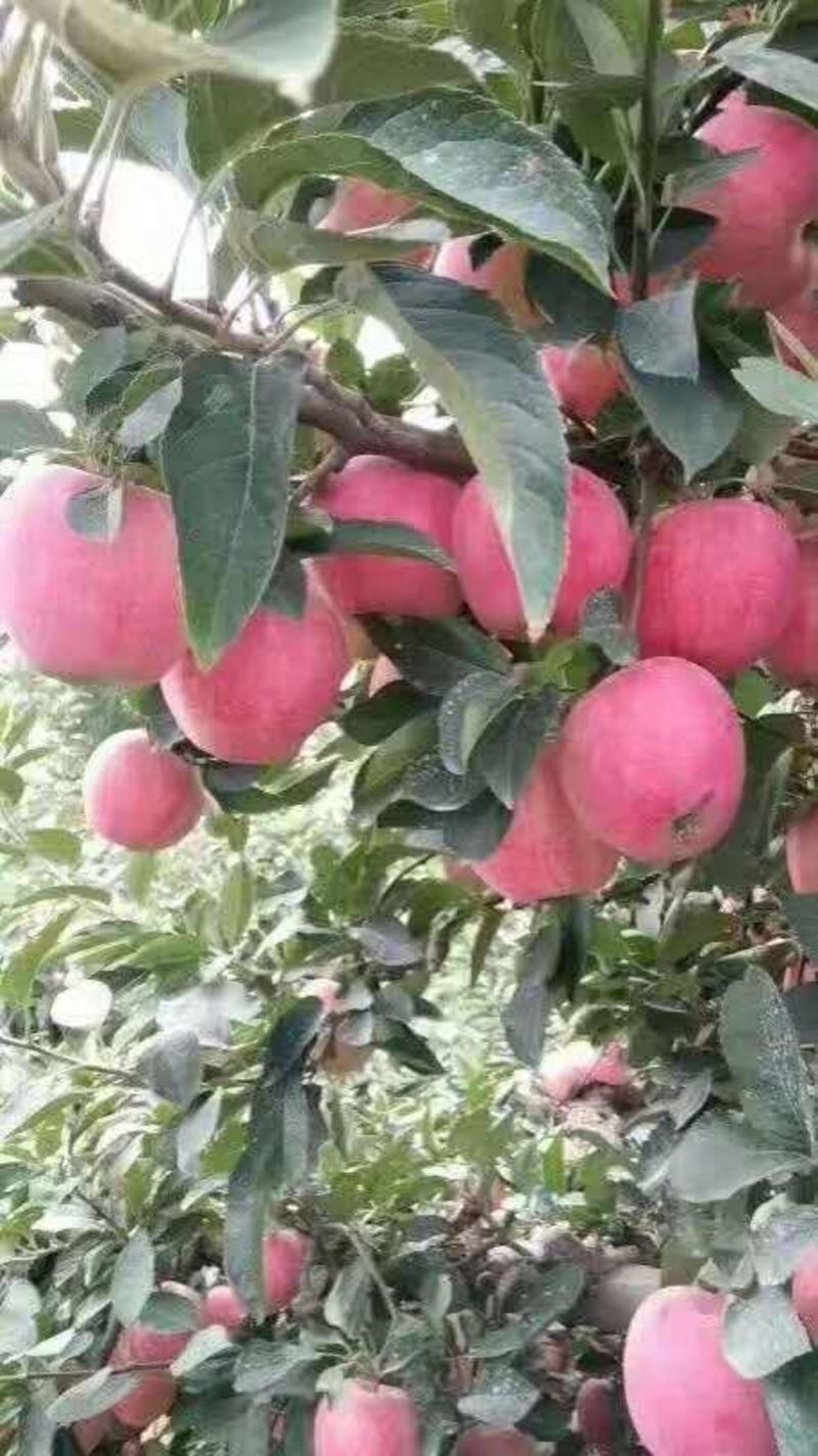山东红富士苹果万亩基地直供一手货源品质保证价格便宜！