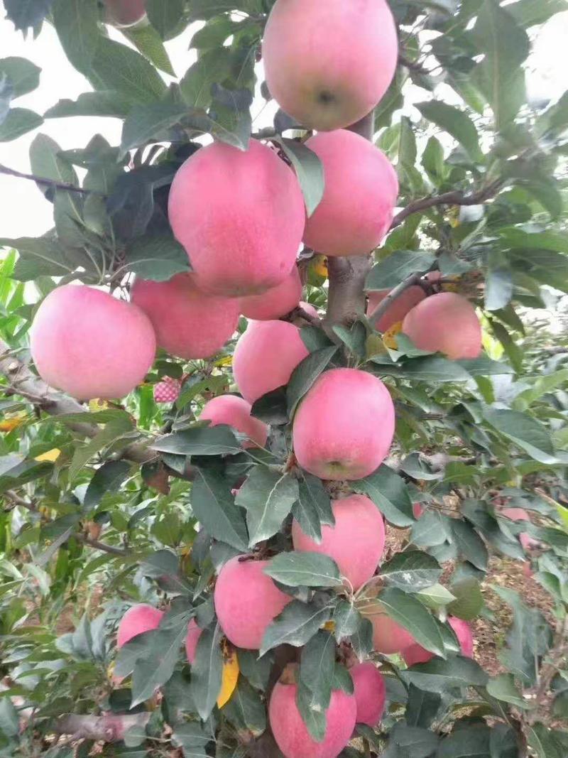 山东红富士苹果万亩基地直供一手货源品质保证价格便宜！
