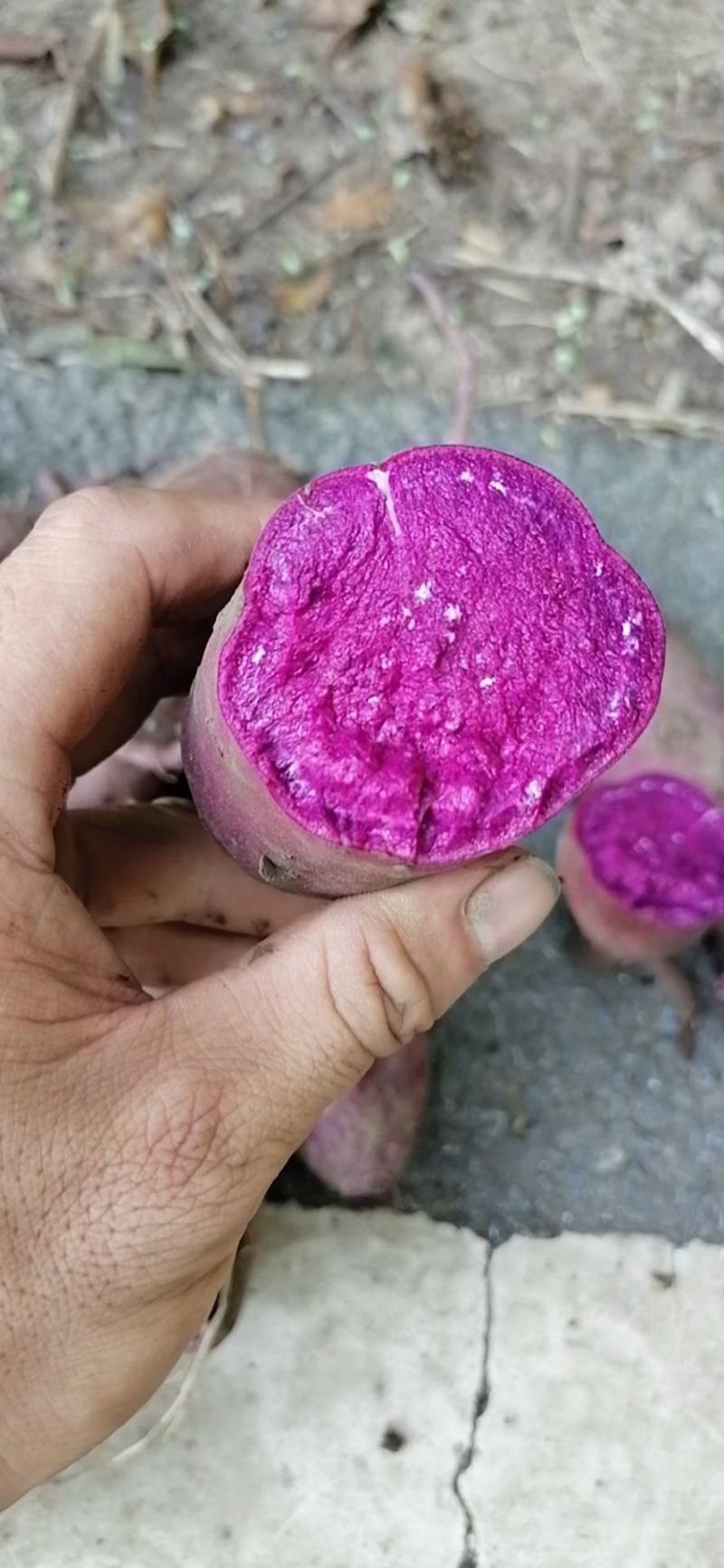 基地紫罗兰，凌紫，个头匀称量大，现挖色鲜一手货源发货全国
