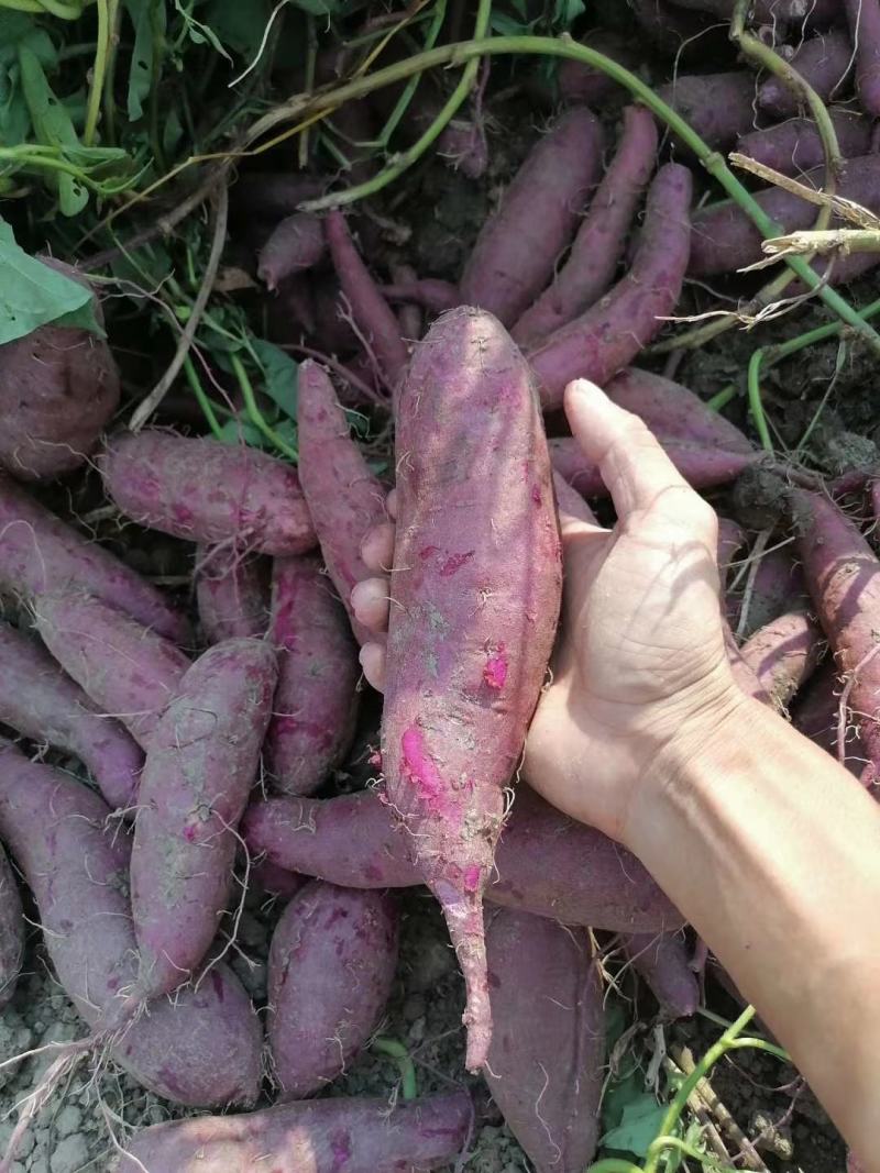 基地紫罗兰，凌紫，个头匀称量大，现挖色鲜一手货源发货全国